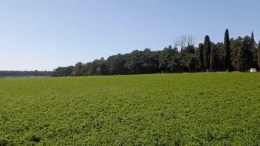 Baharda buğday tarlası manzaraları.