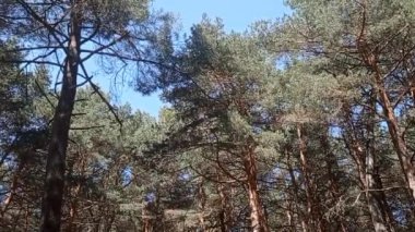 Panoramik olarak görünen kablar ve yapraklar,.