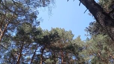 Panoramik olarak görünen kablar ve yapraklar,.