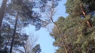 Panoramik olarak görünen kablar ve yapraklar,.