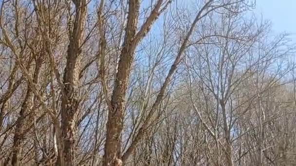 Bosques Caminhos Primavera Dia Ensolarado — Vídeo de Stock