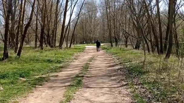 Woods Paths Spring Sunny Day — стоковое видео