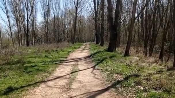 Wälder Und Wege Frühling Einem Sonnigen Tag — Stockvideo