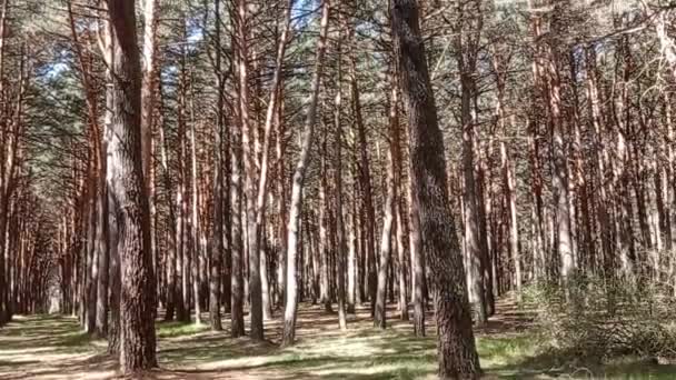Wälder Und Wege Frühling Einem Sonnigen Tag — Stockvideo
