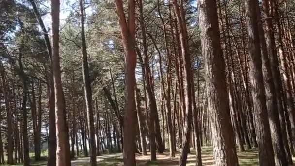 Wälder Und Wege Frühling Einem Sonnigen Tag — Stockvideo