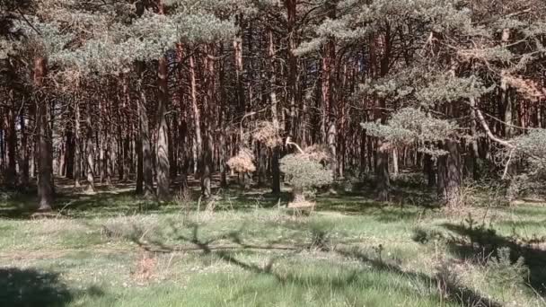 Δάση Και Μονοπάτια Την Άνοιξη Μια Ηλιόλουστη Μέρα — Αρχείο Βίντεο