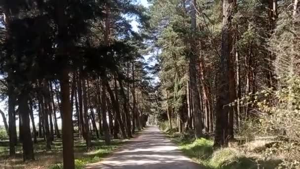 Wälder Und Wege Frühling Einem Sonnigen Tag — Stockvideo