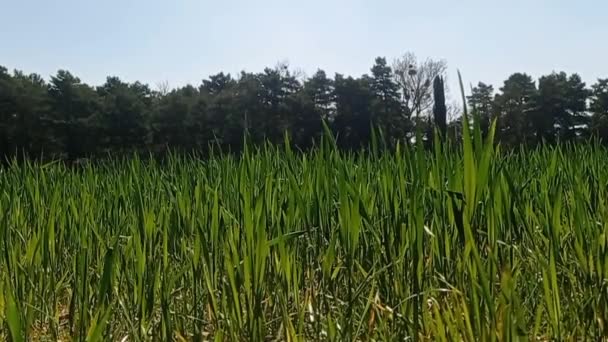Ландшафты Пшеничного Поля Весной — стоковое видео
