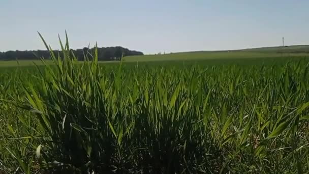 Landscapes Wheat Crop Field Spring — стоковое видео