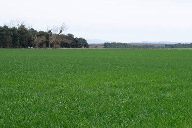 Çayır 'daki yeşil bahar tarlaları.