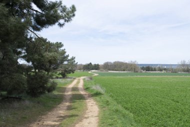 Baharda tarlalardan geçen yol.