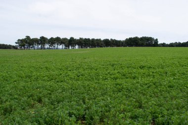 Çayır 'daki yeşil bahar tarlaları.