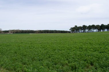 Çayır 'daki yeşil bahar tarlaları.