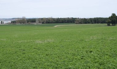 Çayır 'daki yeşil bahar tarlaları.