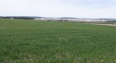 Çayır 'daki yeşil bahar tarlaları.