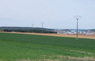 Çayır 'daki yeşil bahar tarlaları.