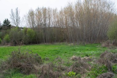 Çayır 'daki yeşil bahar tarlaları.