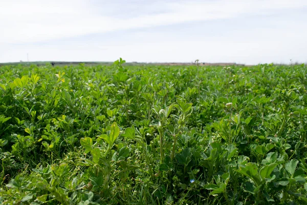 Bir tarlada filizlenen tarlalar.