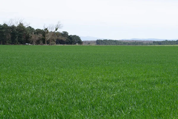 Çayır 'daki yeşil bahar tarlaları.