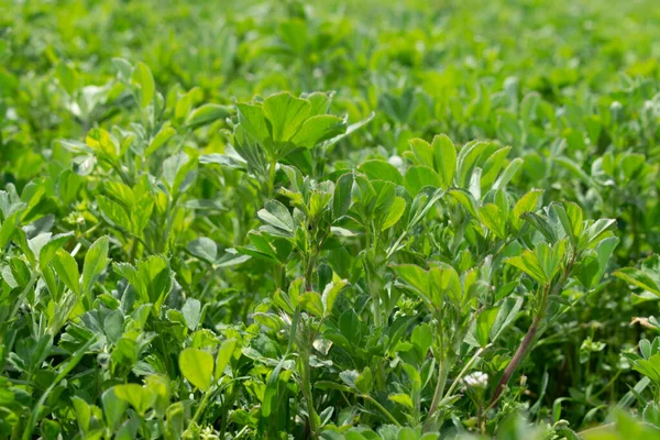 Bir tarlada filizlenen tarlalar.