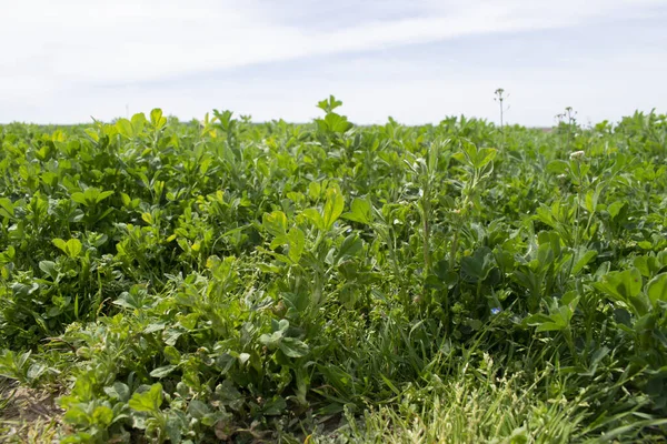 Bir tarlada filizlenen tarlalar.