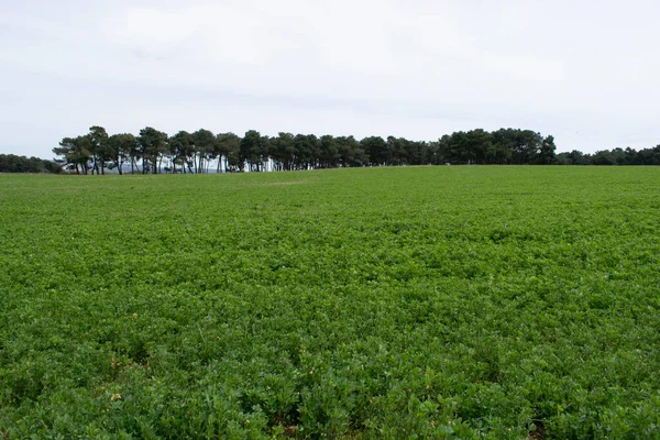 Çayır 'daki yeşil bahar tarlaları.