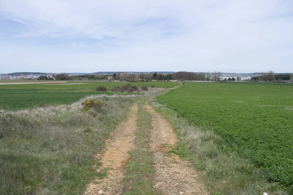 Camino Través Campos Agrícolas Primavera — Foto de Stock