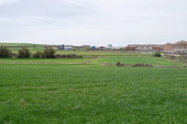 Campos Agrícolas Primavera Verde Pradera —  Fotos de Stock