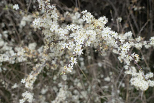 Білі Квіти Куща Навесні — стокове фото