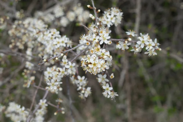 Las Flores Blancas Del Arbusto Primavera — Foto de Stock