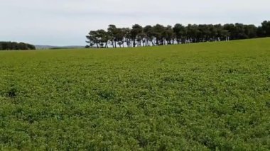 Çam ormanlı tarlaların manzarası.