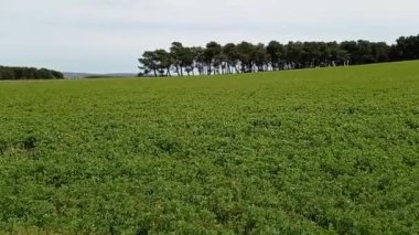 Çam ormanlı tarlaların manzarası.