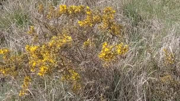 Shrub Yellow Flowers Moving Wind — Vídeos de Stock