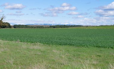 Güneşli bir günde çayırdaki tarlaların manzarası.
