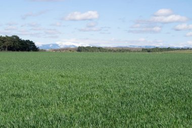 Güneşli bir günde çayırdaki tarlaların manzarası.