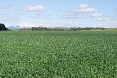 Güneşli bir günde çayırdaki tarlaların manzarası.