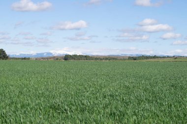 Güneşli bir günde çayırdaki tarlaların manzarası.