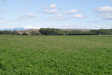 Güneşli bir günde çayırdaki tarlaların manzarası.