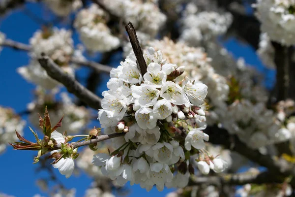 Hintergrund Der Weißen Kirschblüten Eines Baumes — Stockfoto