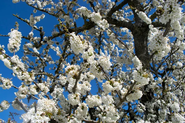 Background White Cherry Blossoms Tree — Foto Stock