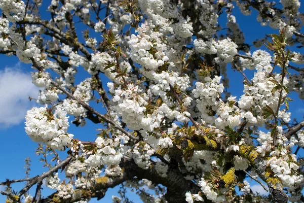Background White Cherry Blossoms Tree — Foto Stock