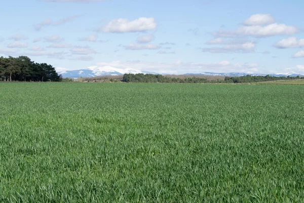 Güneşli bir günde çayırdaki tarlaların manzarası.