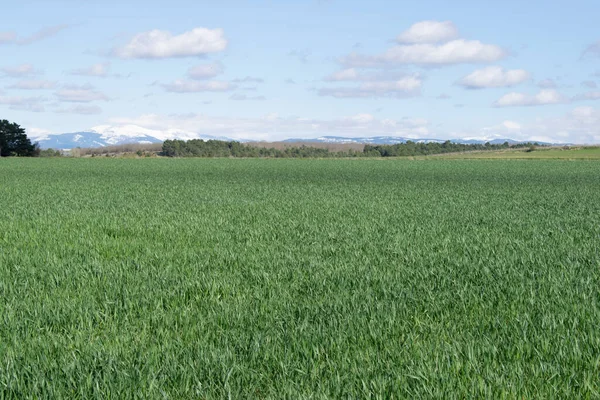 Güneşli bir günde çayırdaki tarlaların manzarası.