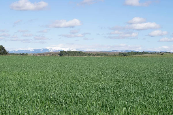 Güneşli bir günde çayırdaki tarlaların manzarası.