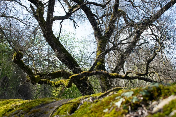 Stromové Větve Kámen Mechem — Stock fotografie