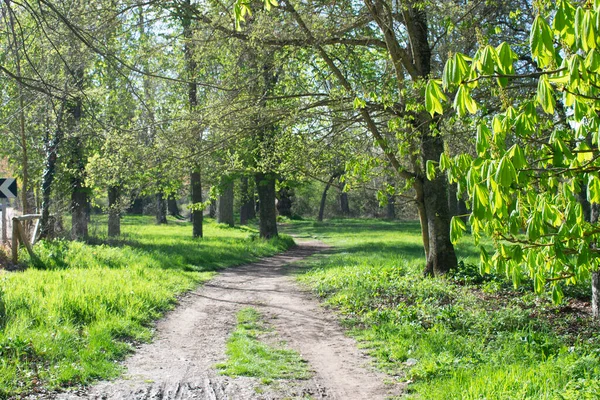 İlkbaharda bir ormanda yol.