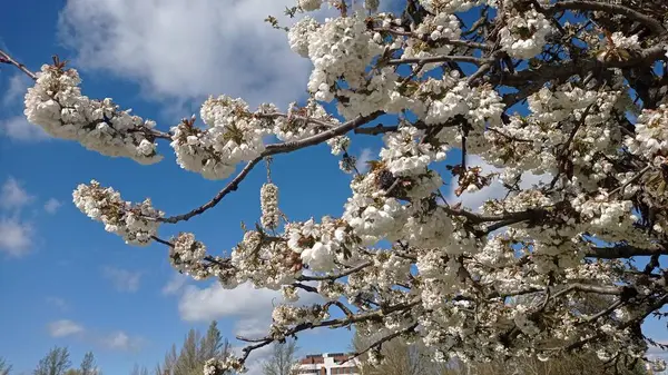 Fiori Bianchi Ramo Primavera — Foto Stock