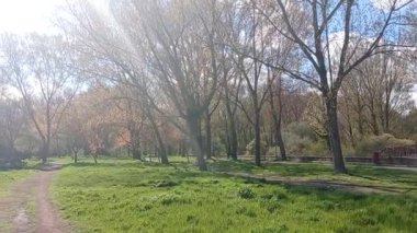 Orman baharda güneşli bir gün.