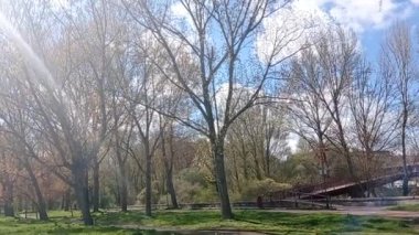 Orman baharda güneşli bir gün.