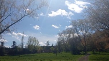 Orman baharda güneşli bir gün.